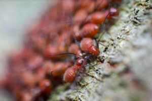Pests